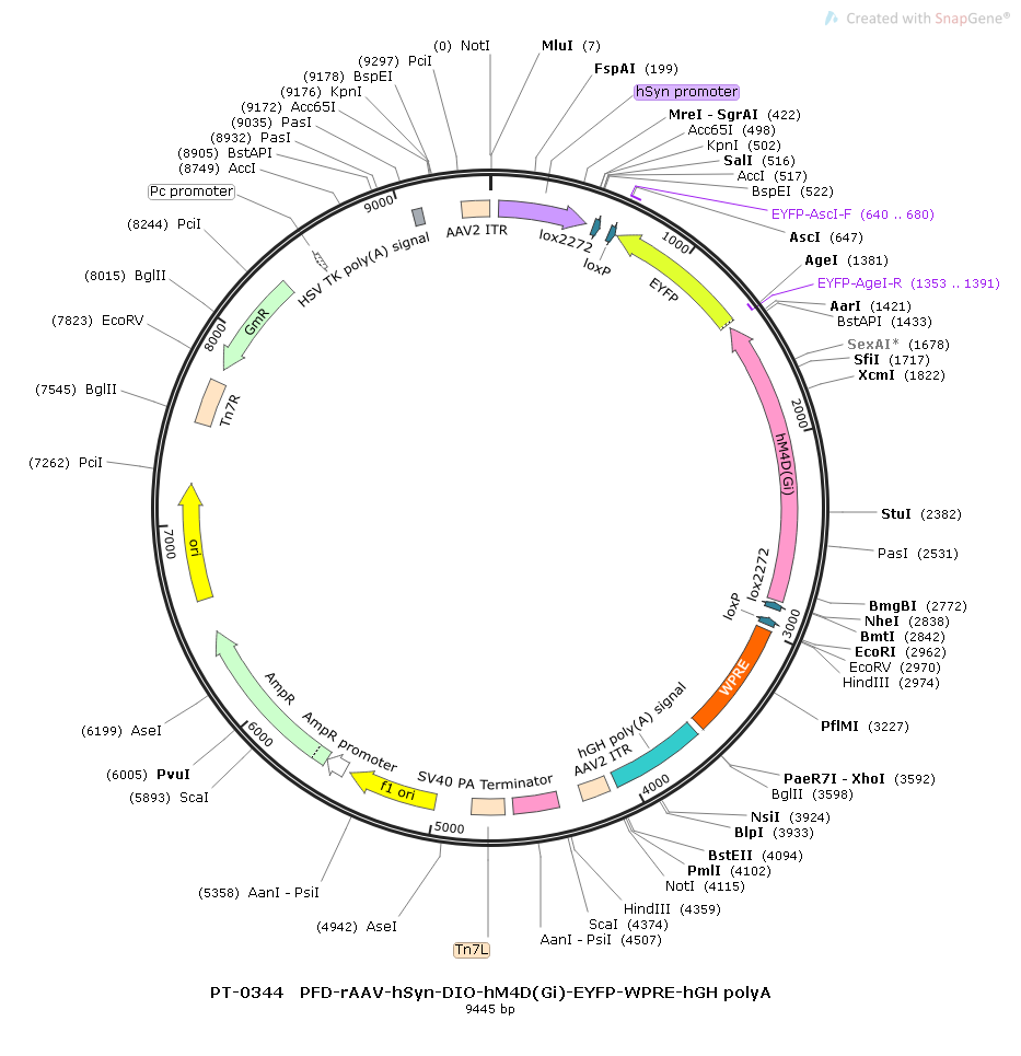 rAAV-hSyn-DIO-hM4D(Gi)-EYFP-WPRE-hGH polyA