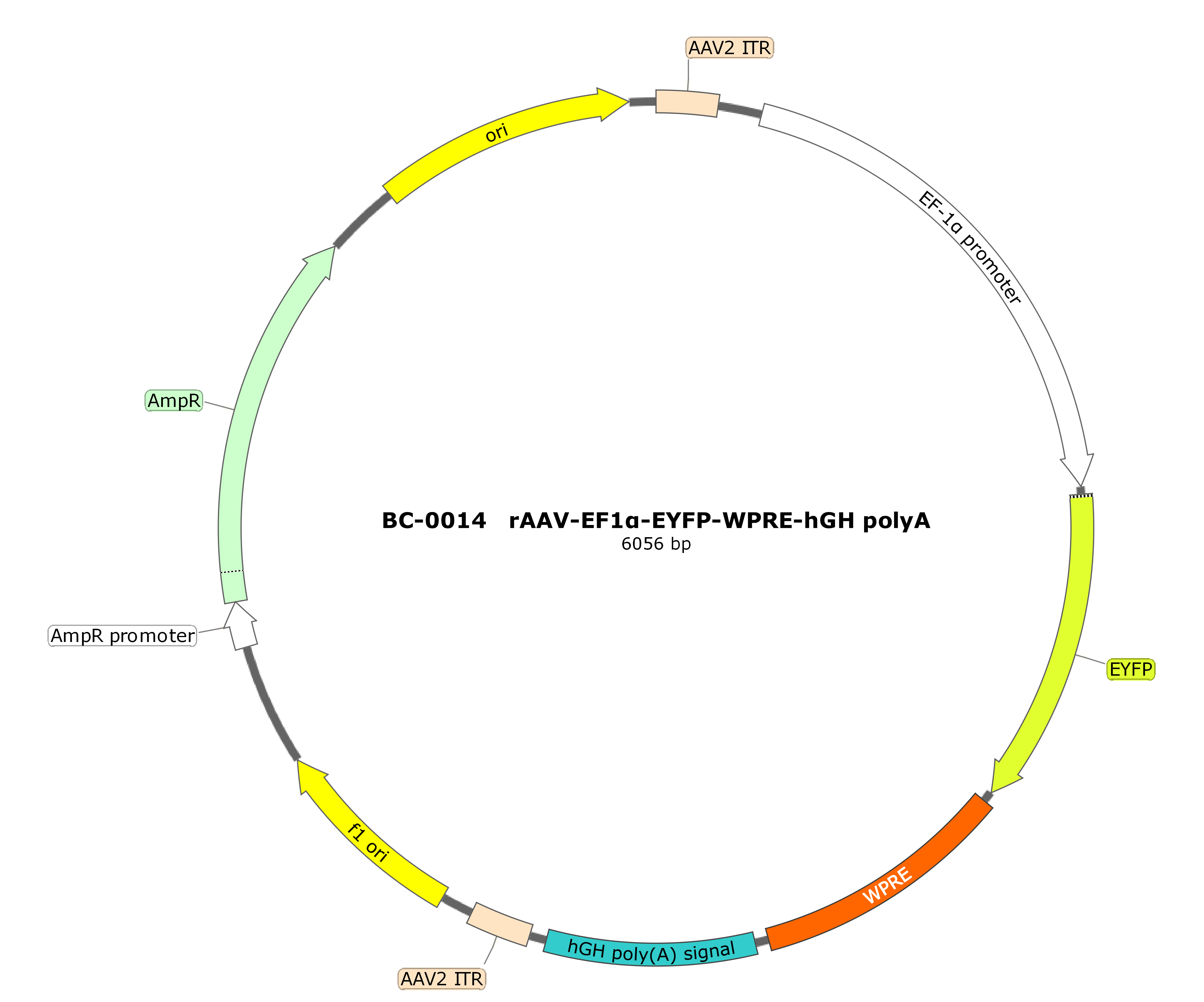 rAAV-Ef1α-EYFP-WPRE-hGH polyA