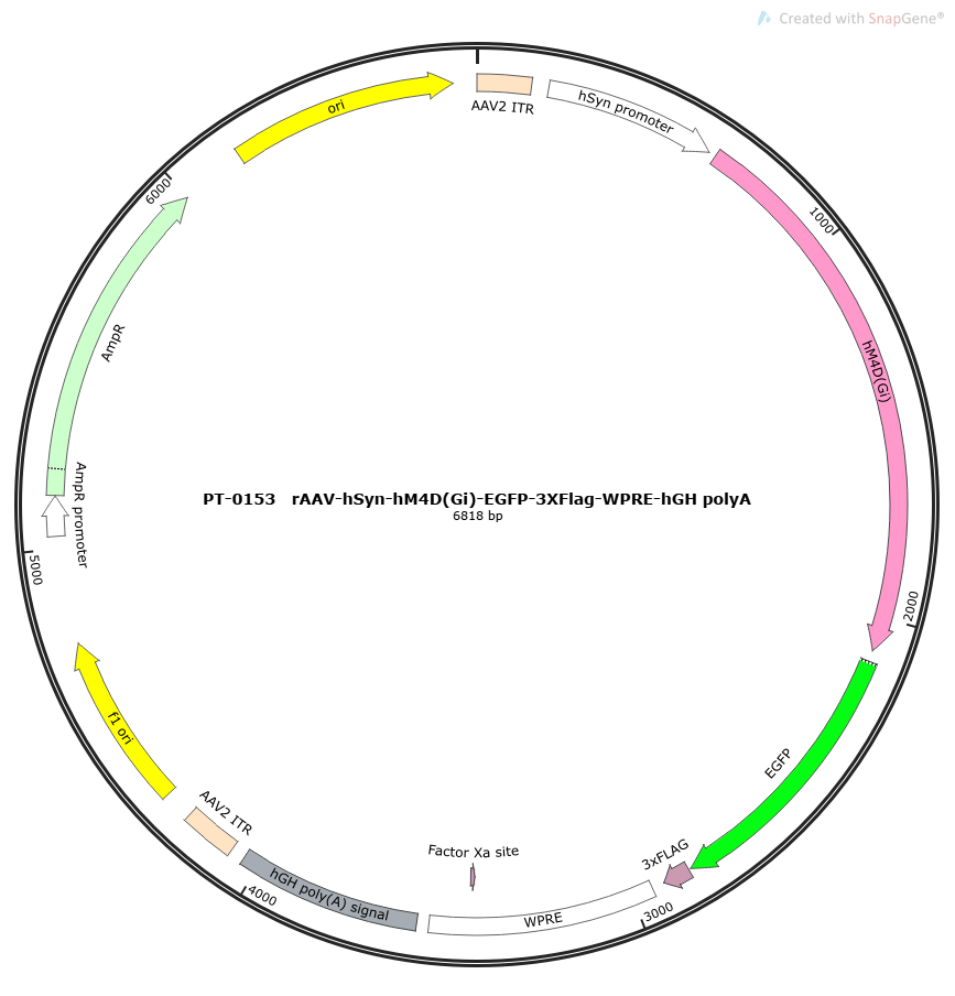 rAAV-hSyn-hM4D(Gi)-EGFP-WPRE-hGH polyA