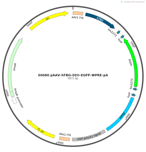 AAV2/9-hTBG-DIO-EGFP-WPRE-pA