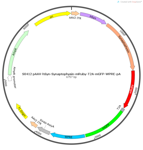 AAV2/8-hSyn-Synaptophysin-mRuby-T2A-mGFP-WPRE-pA