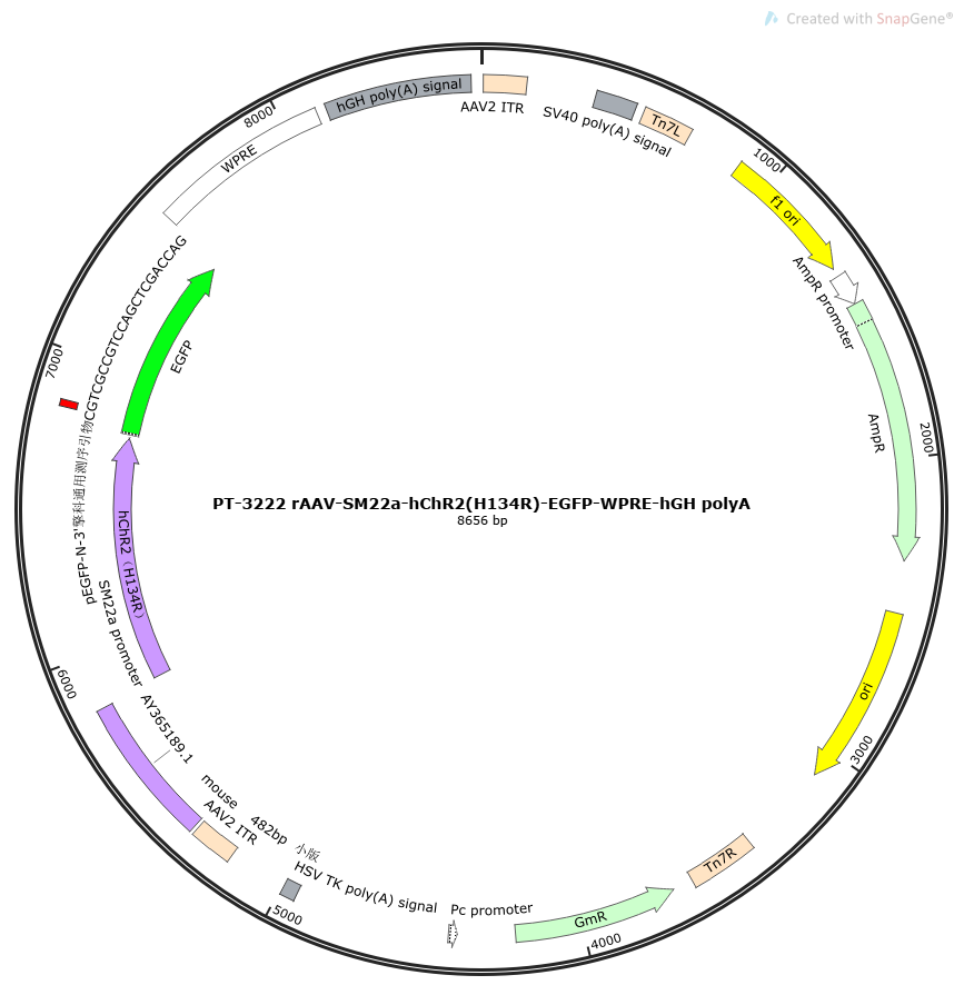 PFD-rAAV-SM22a-hChR2(H134R)-EGFP-WPRE-hGH polyA
