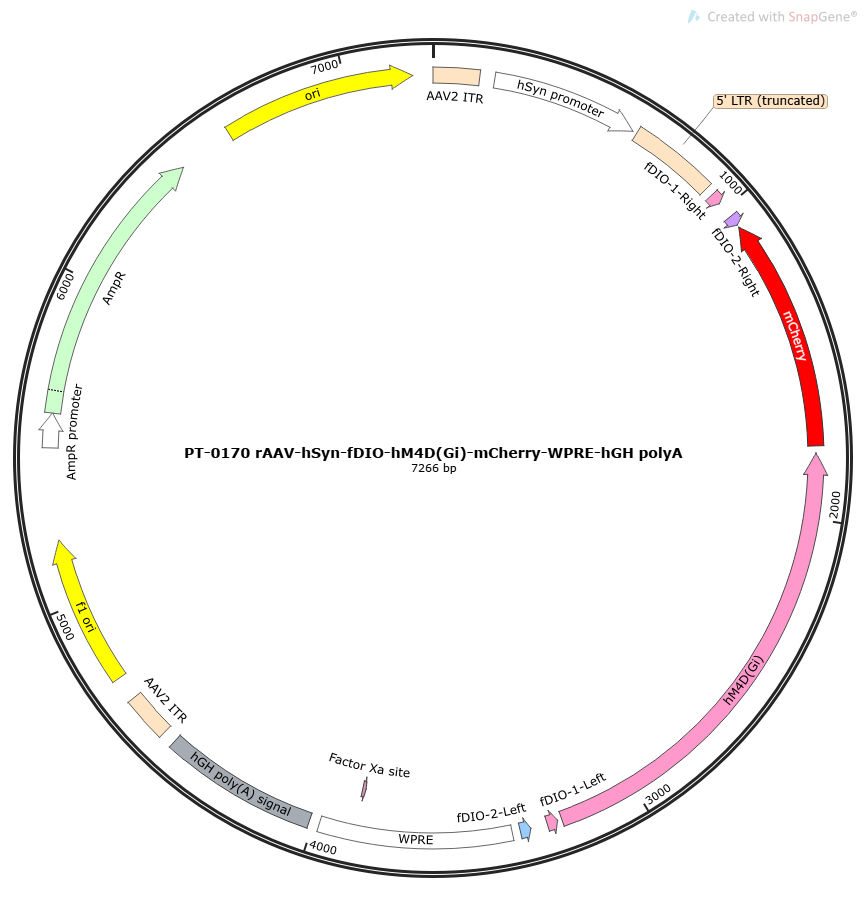 rAAV-hSyn-fDIO-hM4D(Gi)-mCherry-WPRE-hGH polyA