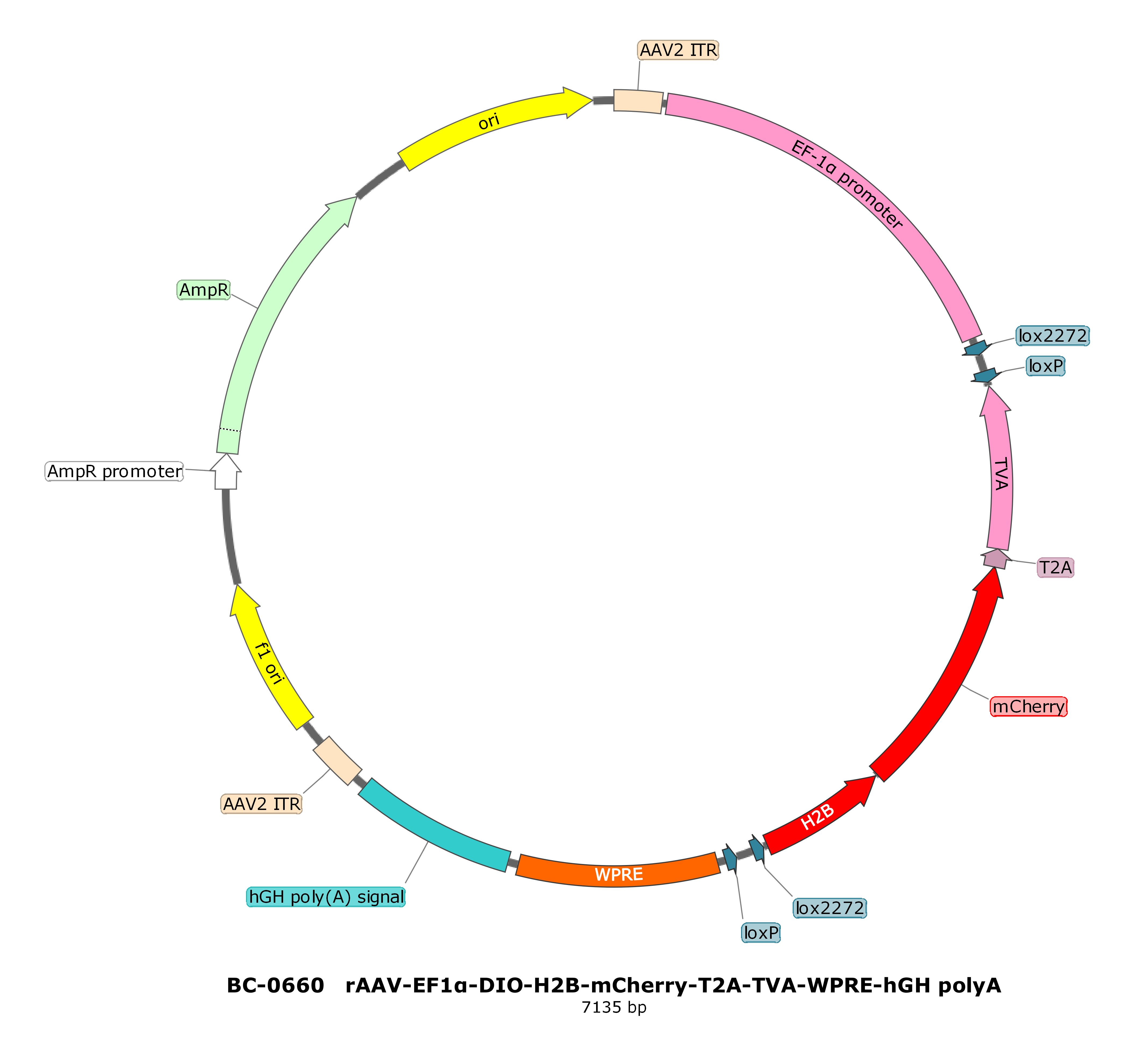 rAAV-EF1α-DIO-H2B-mCherry-T2A-TVA