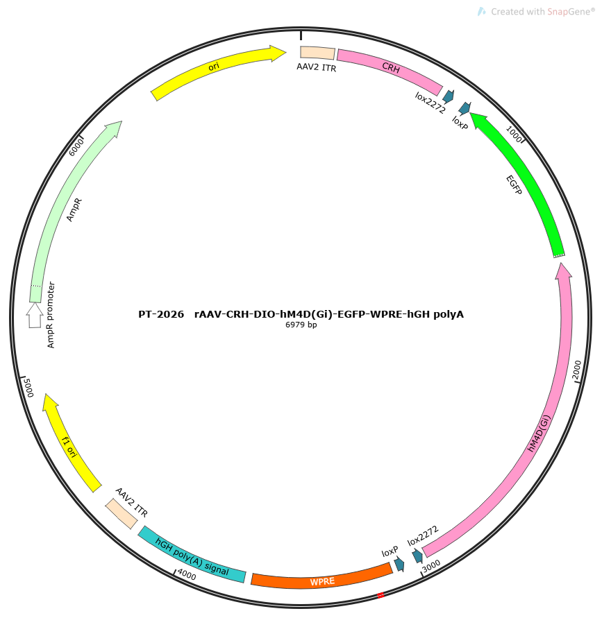 rAAV-CRH-DIO-hM4D(Gi)-EGFP-WPRE-hGH polyA