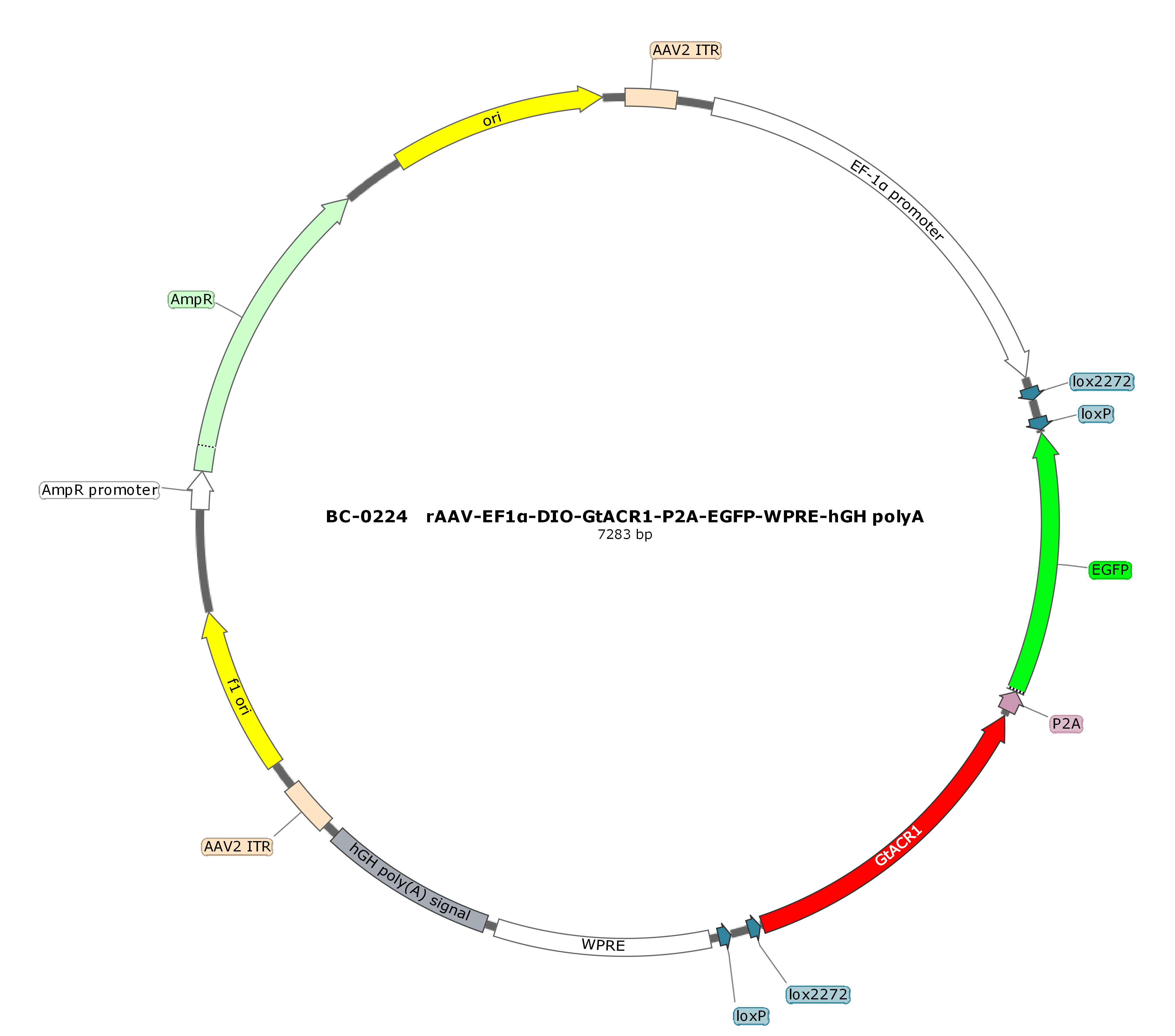rAAV-EF1α-DIO-hGtACR1-P2A-EGFP