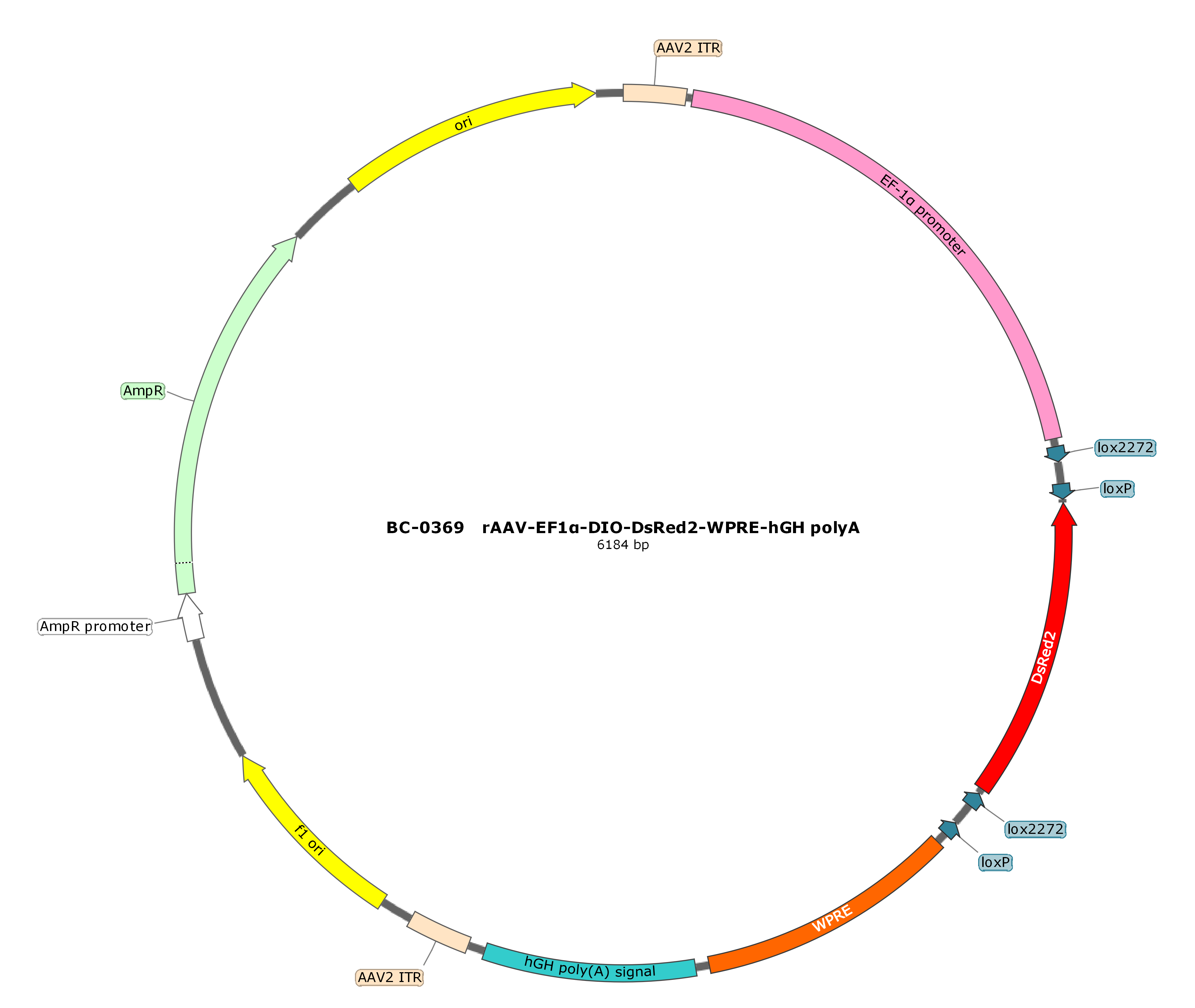 rAAV-EF1α-DIO-DsRed2