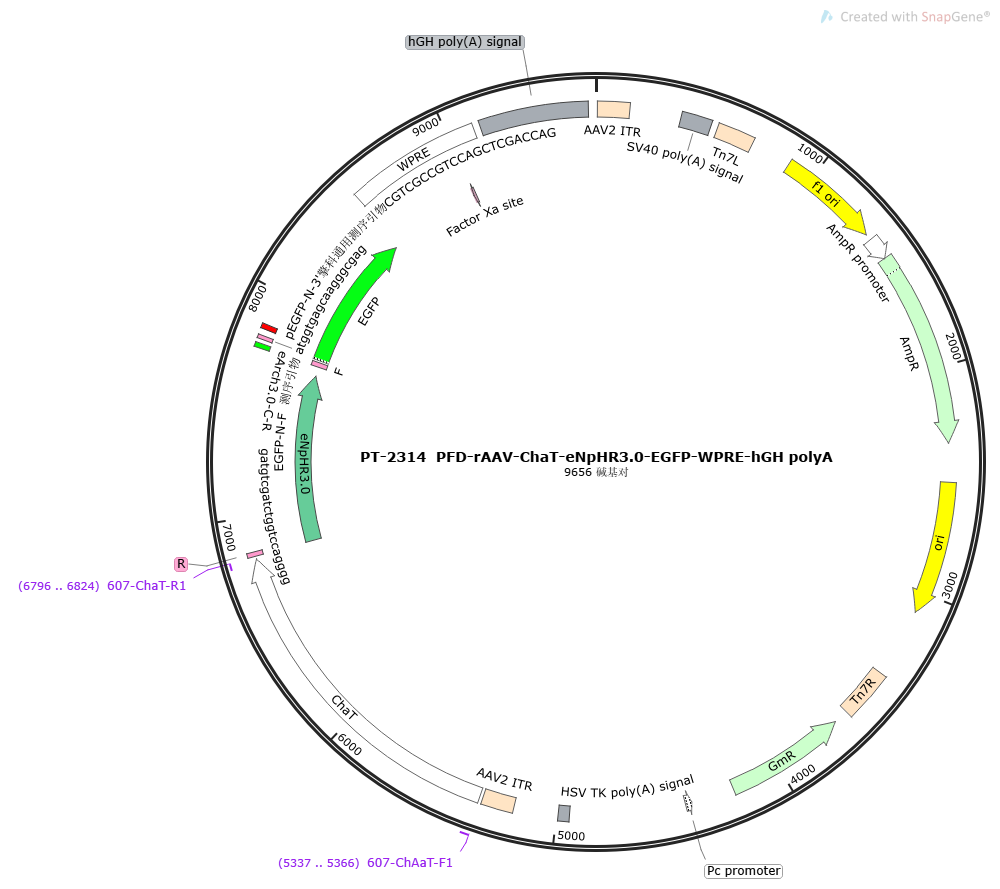 PFD-rAAV-ChaT-eNpHR3.0-EGFP-WPRE-hGH polyA
