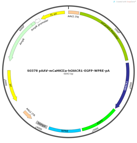 AAV2/9-mCaMKIIa-hGtACR1-EGFP-ER2-WPRE-pA