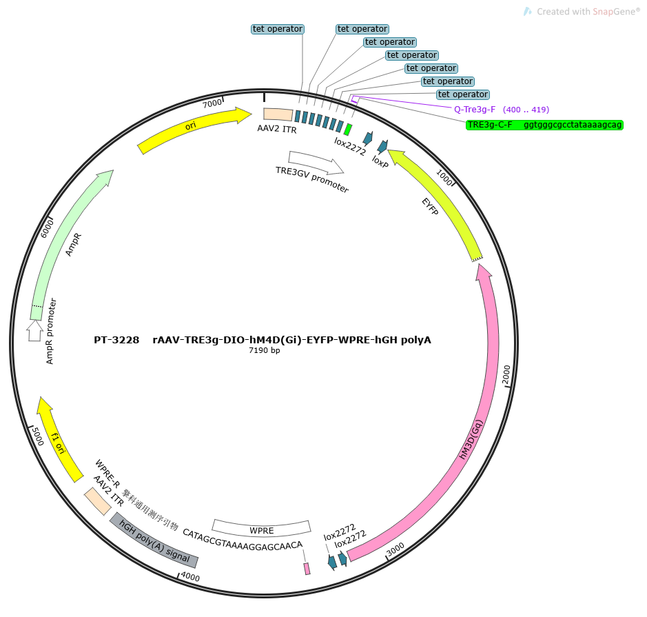 rAAV-TRE3g-DIO-hM3D(Gq)-EYFP-WPRE-hGH polyA