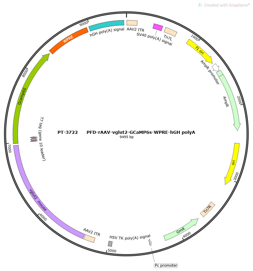 PFD-rAAV-vglut2-GCaMP6s-WPRE-hGH polyA
