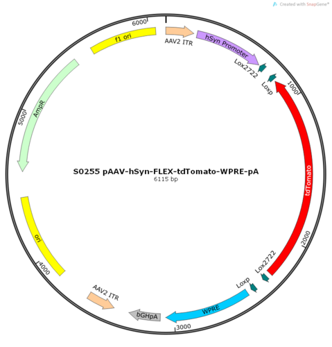 AAV2/2-hSyn-FLEX-tdTomato-WPRE-pA