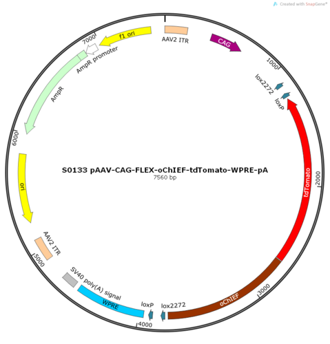 AAV2/9-CAG-FLEX-oChIEF-tdTomato-WPRE-pA