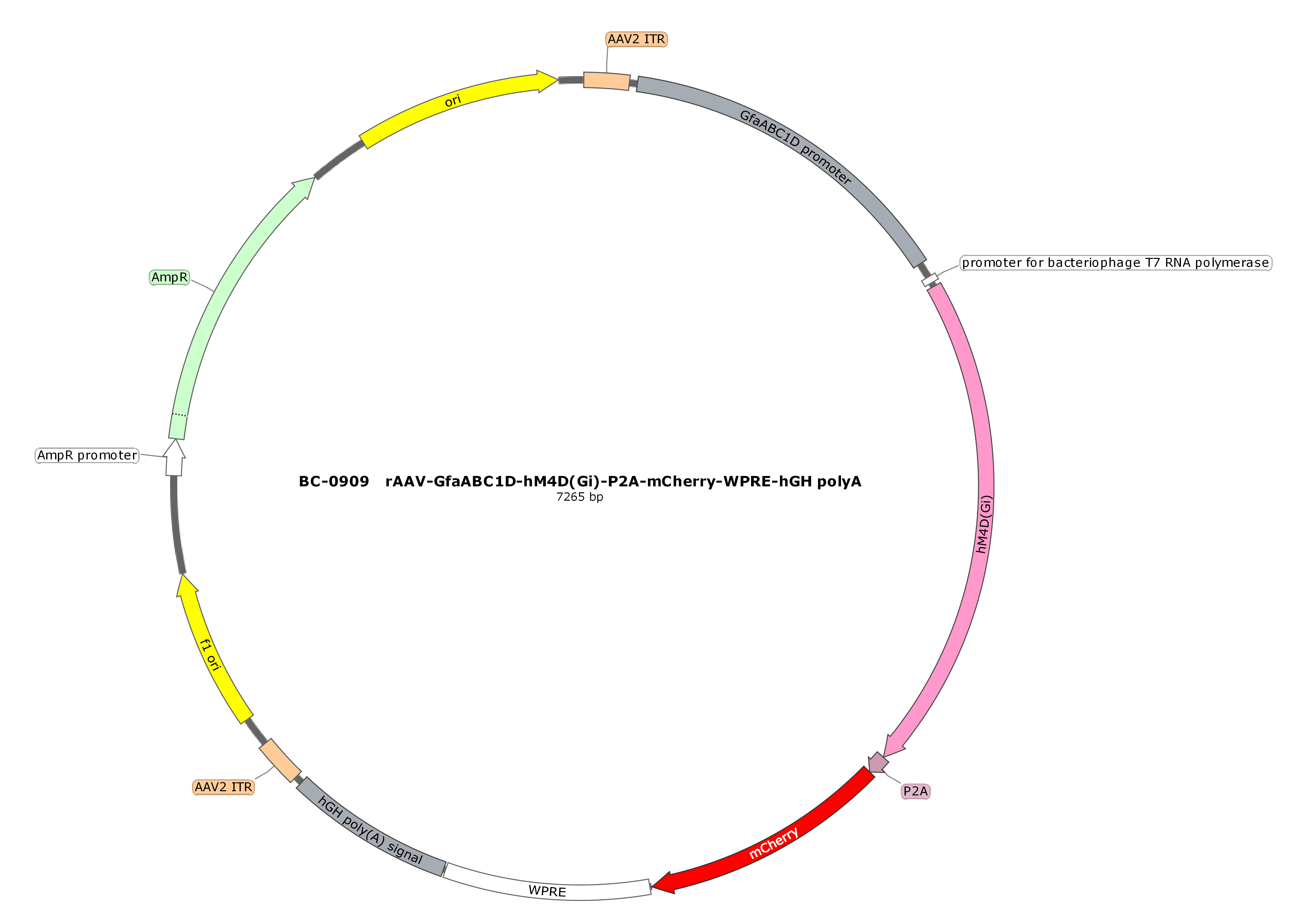 rAAV-GfaABC1D-hM4D(Gi)-P2A-mCherry