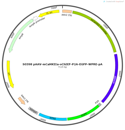 AAV2/5-mCaMKIIa-oChIEF-ER2-P2A-EGFP-WPRE-pA