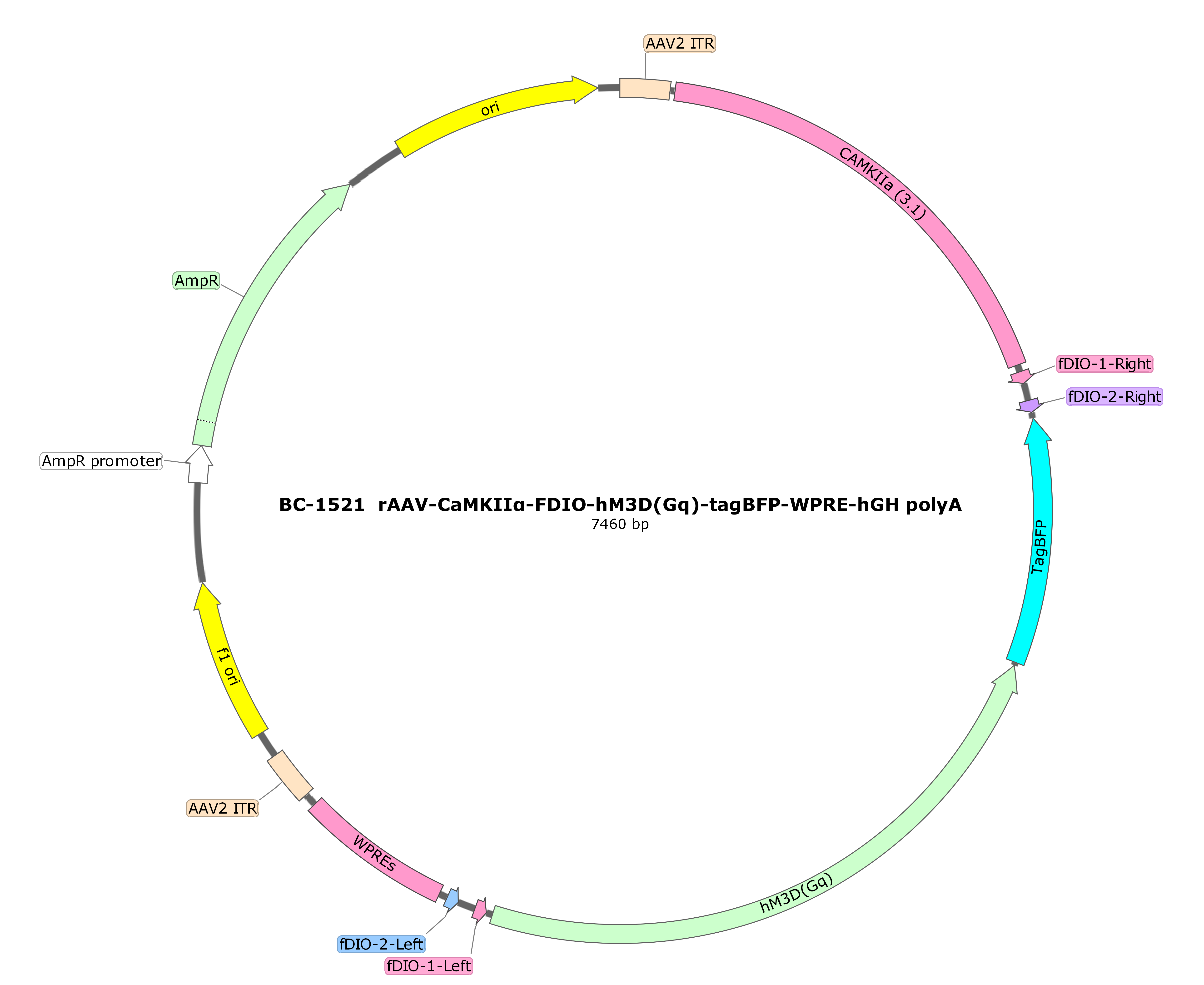 rAAV-CaMKIIα-FDIO-hM3D(Gq)-tagBFP