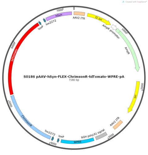 AAV2/2-hSyn-FLEX-ChrimsonR-tdTomato-WPRE-pA