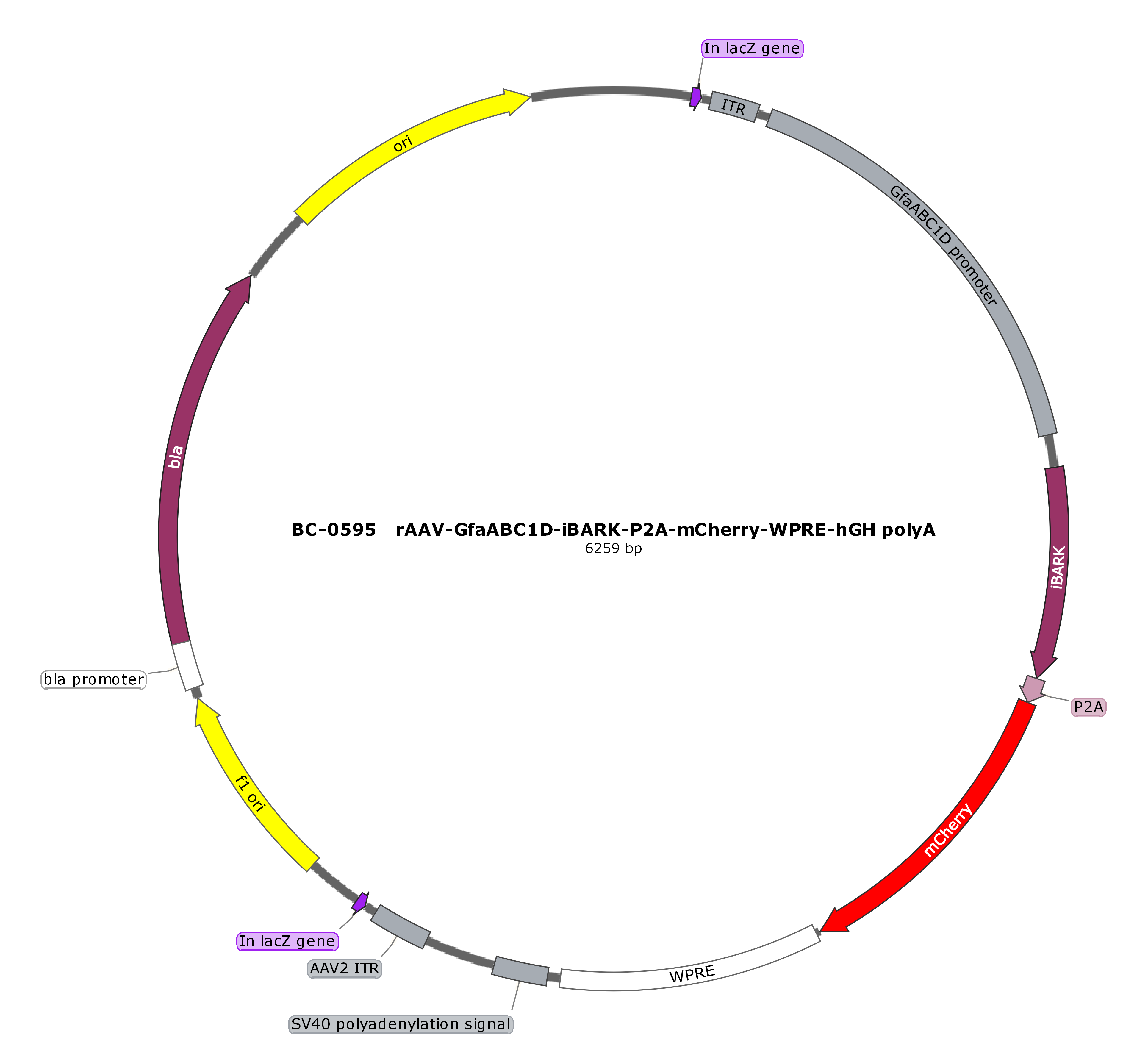 rAAV-GfaABC1D-iβARK-P2A-mCherry