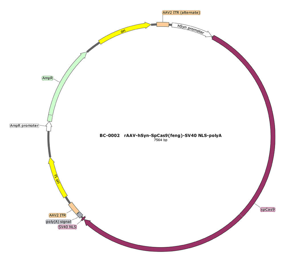 rAAV-hSyn-SpCas9(feng)-NLS