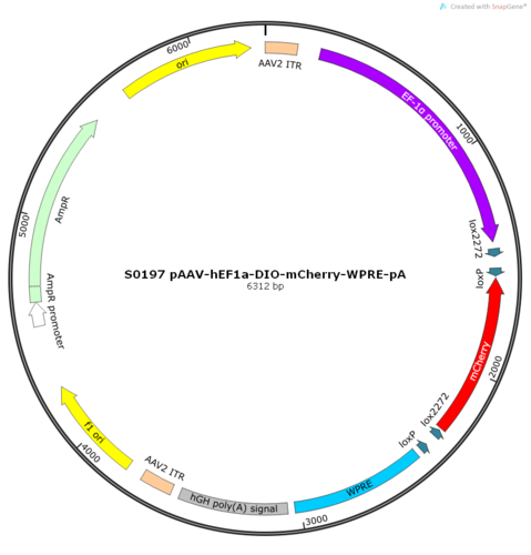 AAV2/2-hEF1a-DIO-mCherry-WPRE-pA