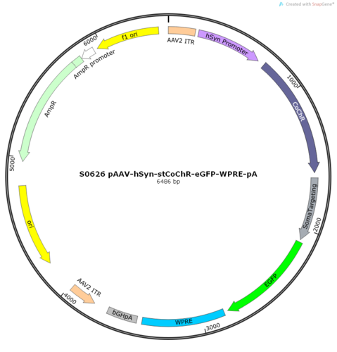 AAV2/9-hSyn-stCoChR-eGFP-WPRE-pA