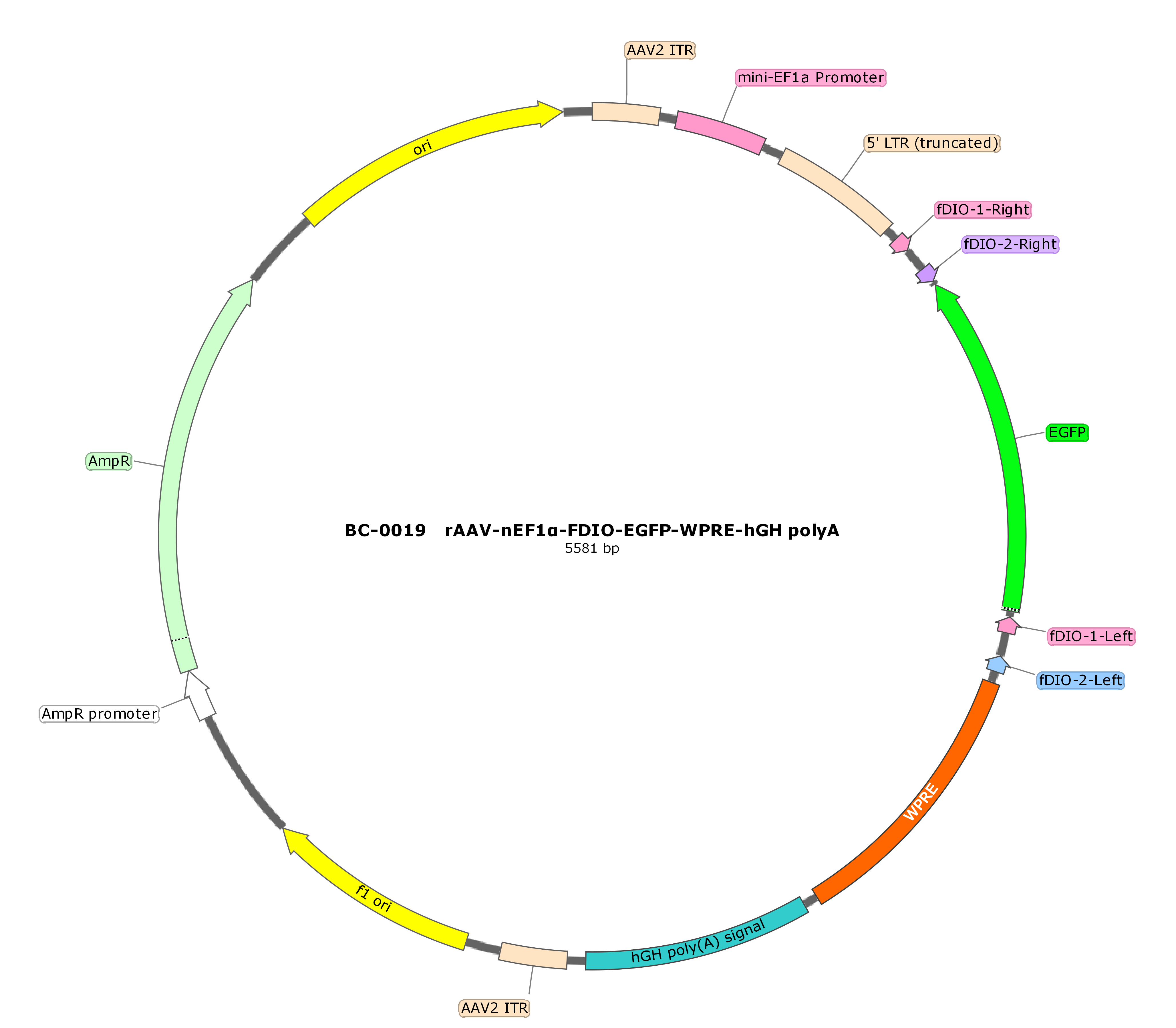 rAAV-nEF1α-FDIO-EGFP