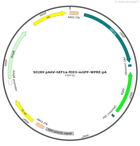 AAV2/8-hEF1a-fDIO-mGFP-WPRE-pA