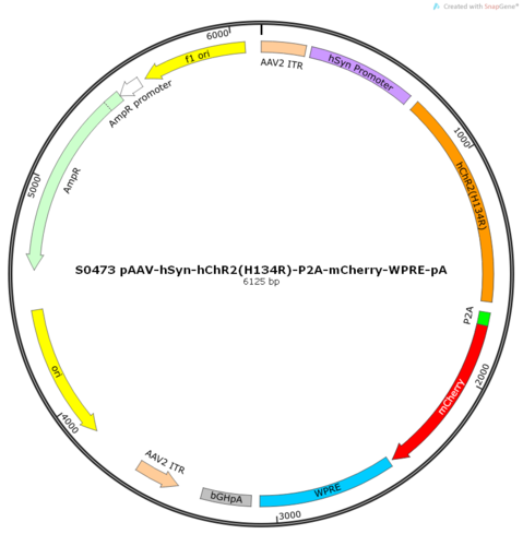 AAV2/8-hSyn-hChR2(H134R)-ER2-P2A-mCherry-WPRE-pA