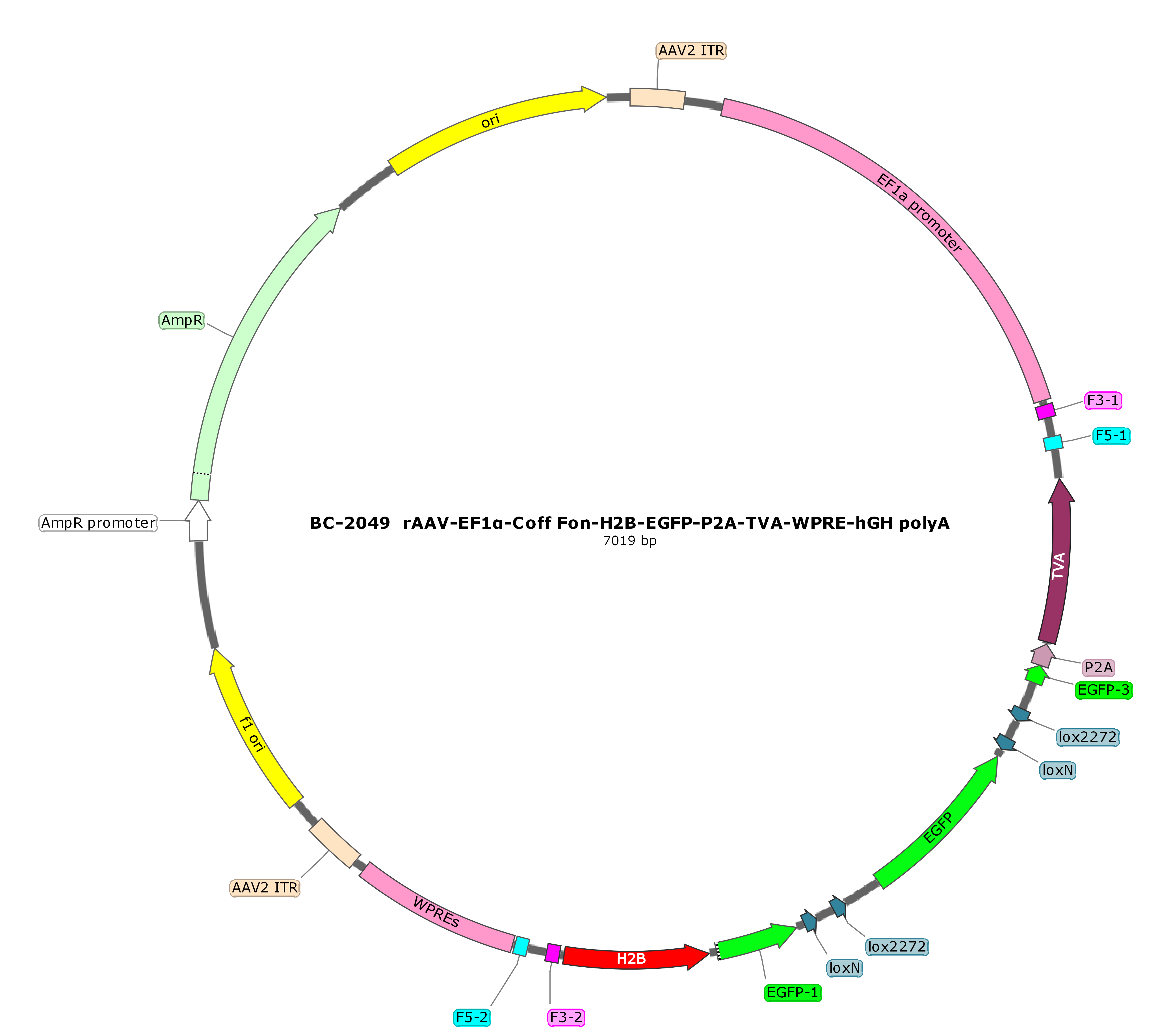 rAAV-EF1α-Coff Fon-H2B-EGFP-P2A-TVA