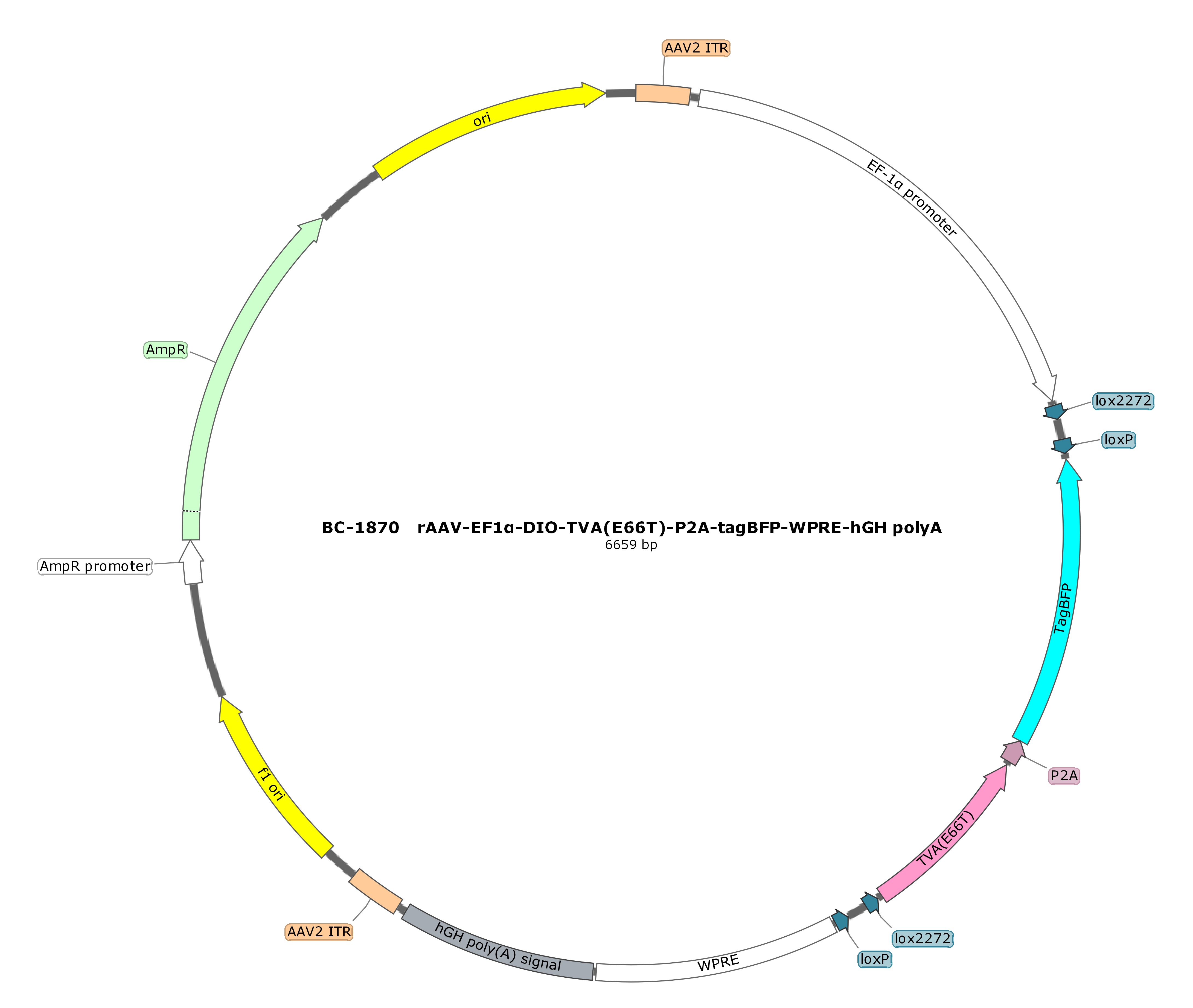 rAAV-EF1α-DIO-TVA(E66T)-P2A-tagBFP