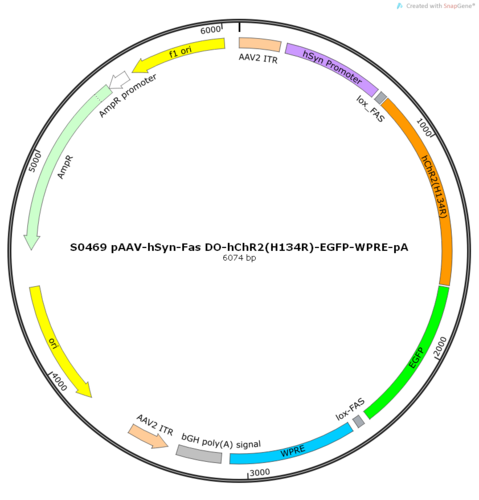 AAV2/9-hSyn-Fas DO-hChR2(H134R)-EGFP-ER2-WPRE-pA
