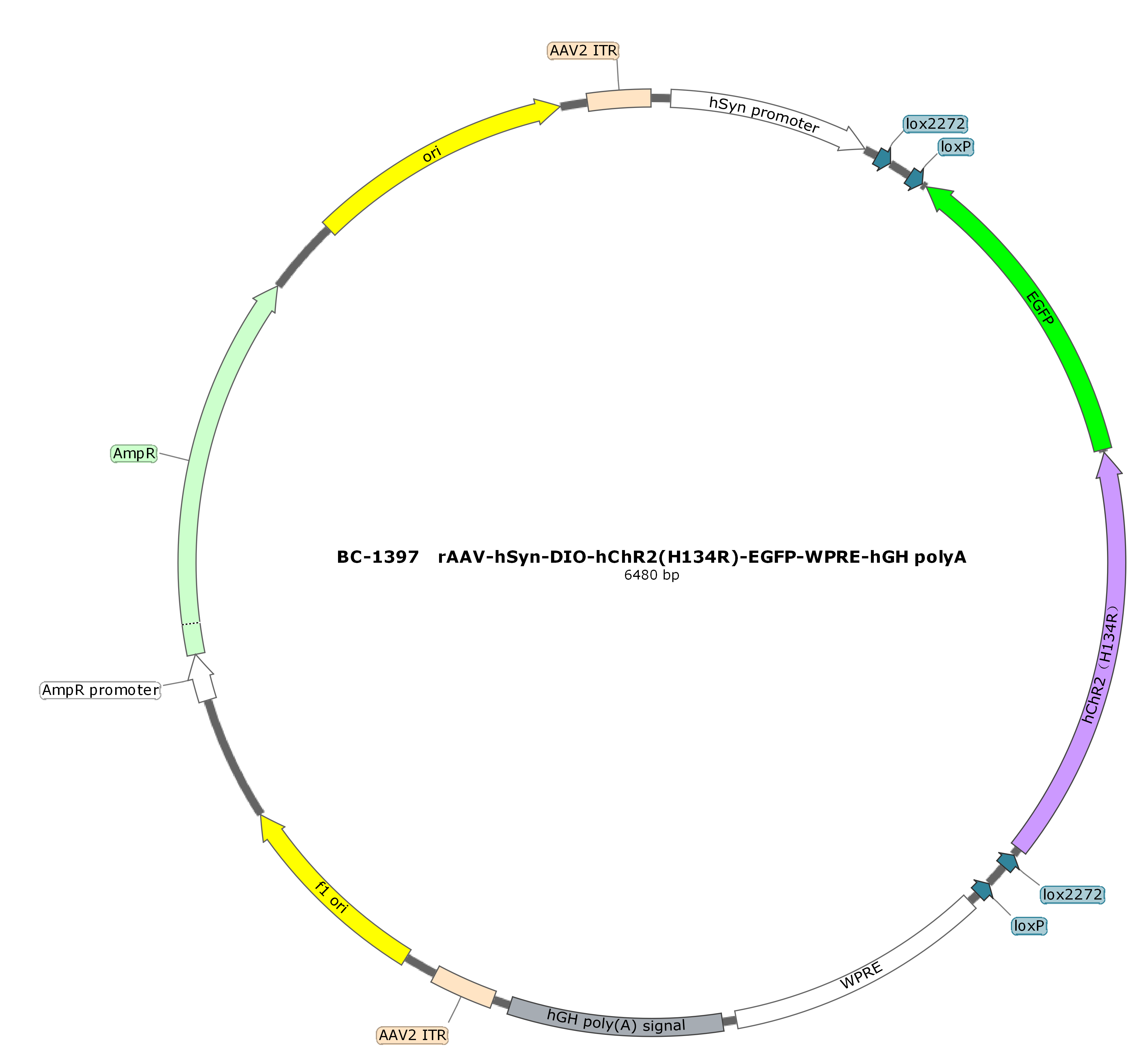 rAAV-hSyn-DIO-hChR2(H134R)-EGFP-WPRE-hGH polyA