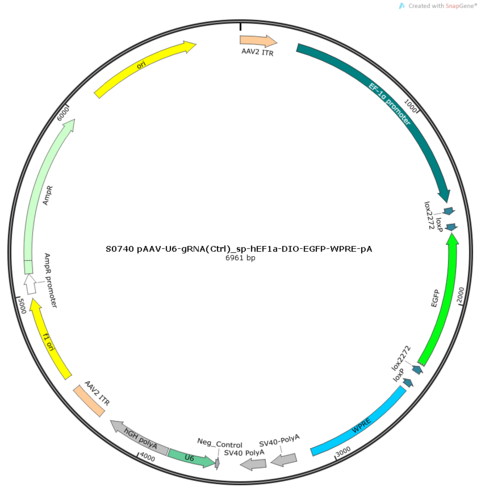 AAV2/9-U6-gRNA(Ctrl)_sp-hEF1a-DIO-EGFP-WPRE-pA