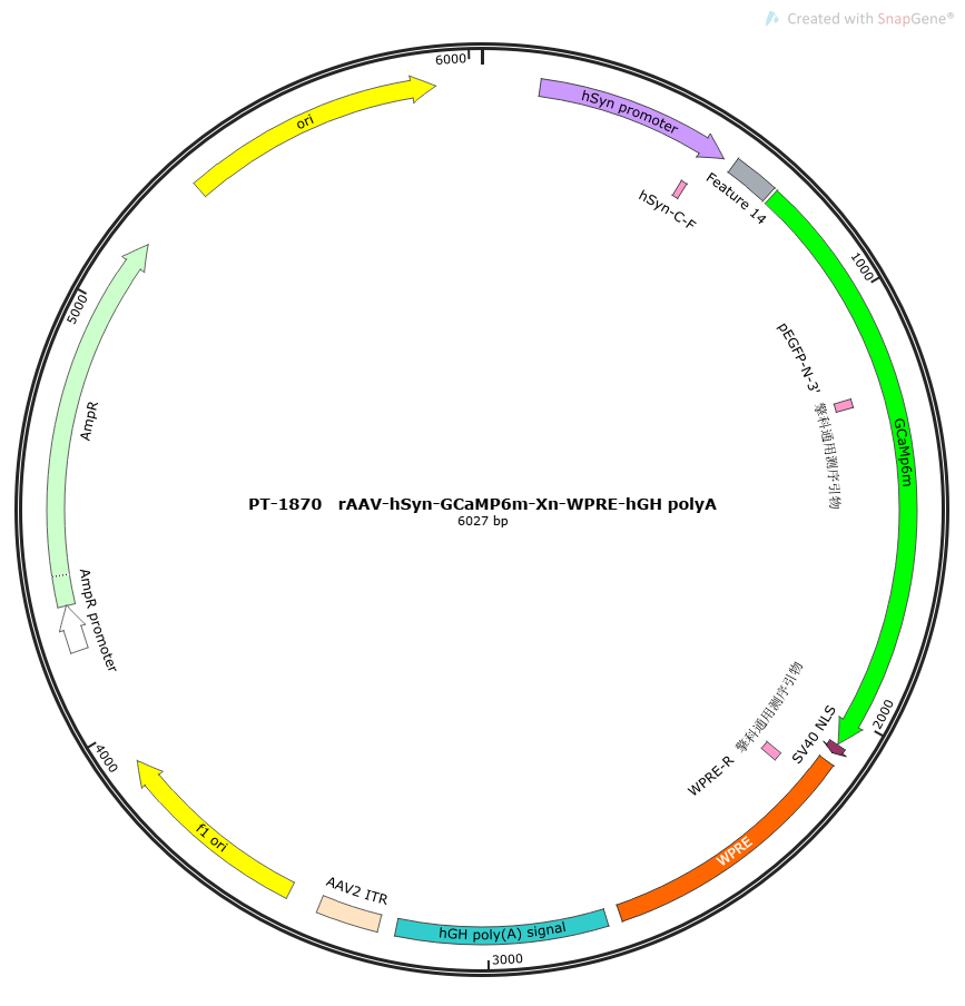 rAAV-hSyn-GCaMP6m-Xn-WPRE-hGH polyA