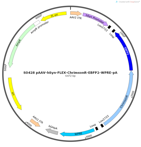 AAV2/8-hSyn-FLEX-ChrimsonR-EBFP2-WPRE-pA