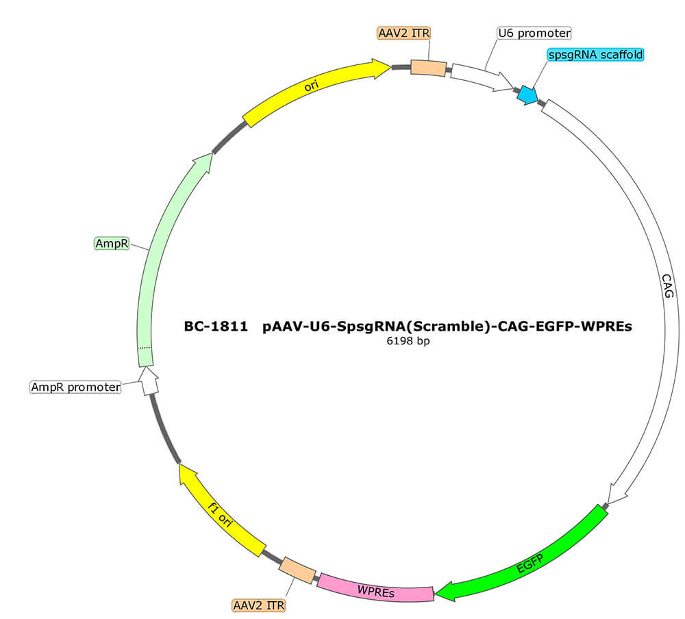 rAAV-U6-SpsgRNA(Scramble)-CAG-EGFP