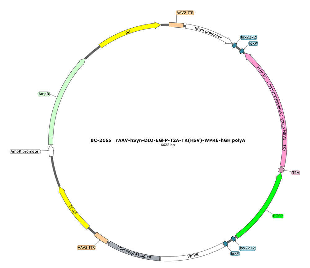 rAAV-hSyn-DIO-EGFP-T2A-TK(HSV)