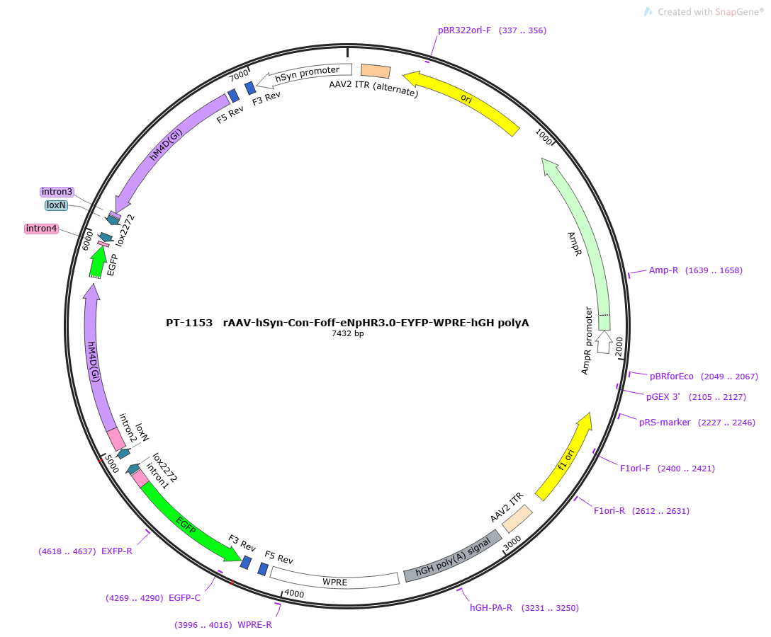 rAAV-hSyn-Con Foff-hM4D(Gi)-EGFP-WPRE-hGH polyA