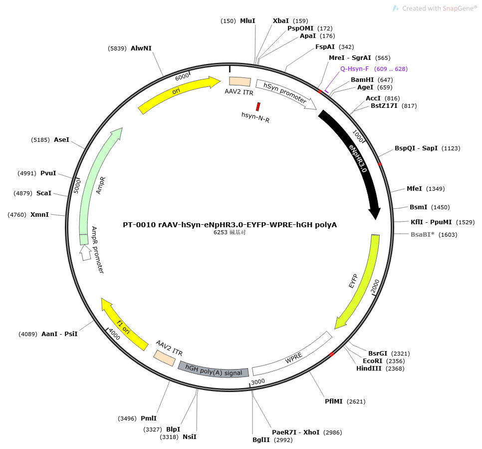 rAAV-hSyn-eNpHR3.0-EYFP-WPRE-hGH polyA