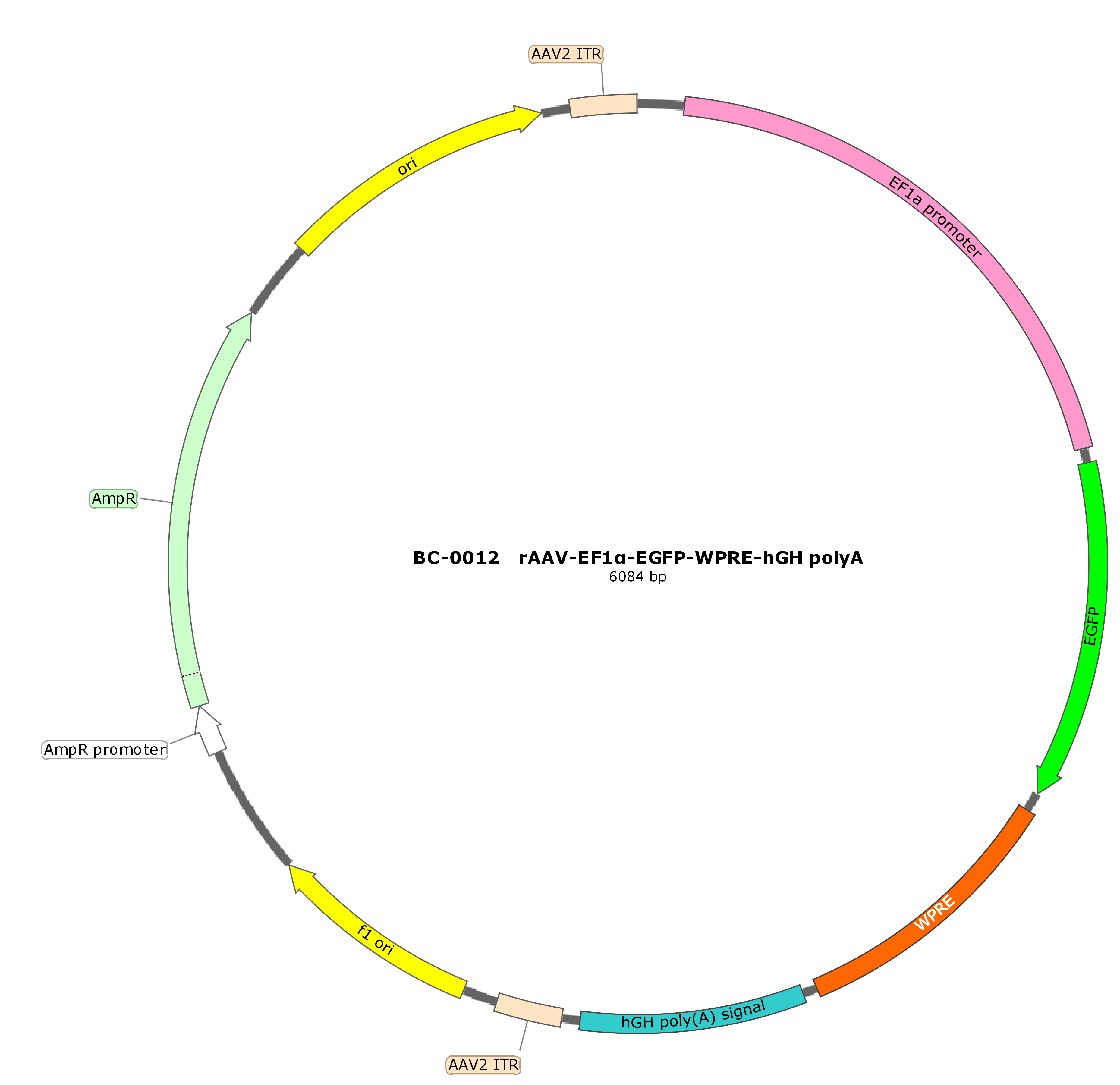 rAAV-EF1α-EGFP-WPRE-hGH polyA