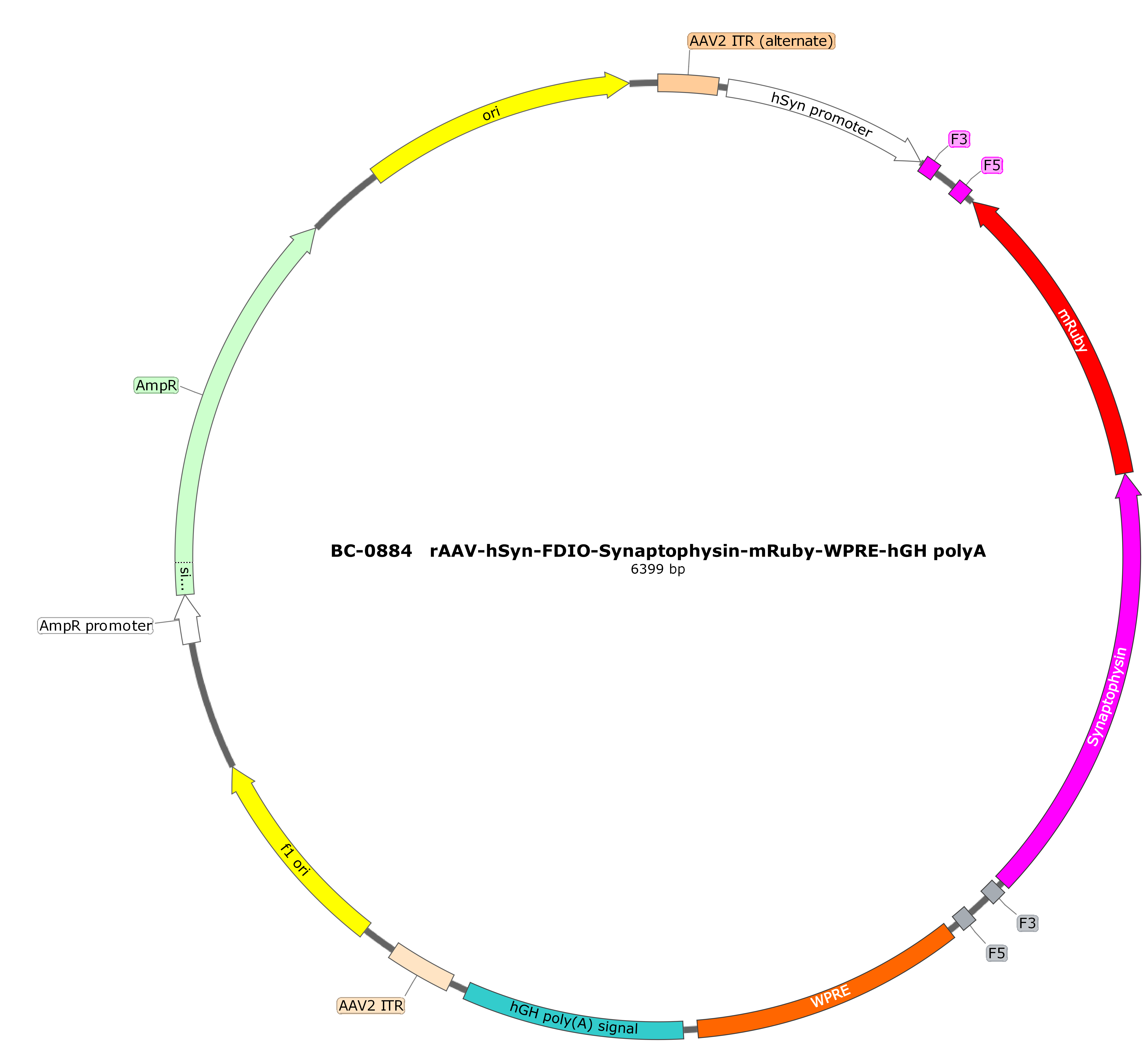 rAAV-hSyn-FDIO-Synaptophysin-mRuby