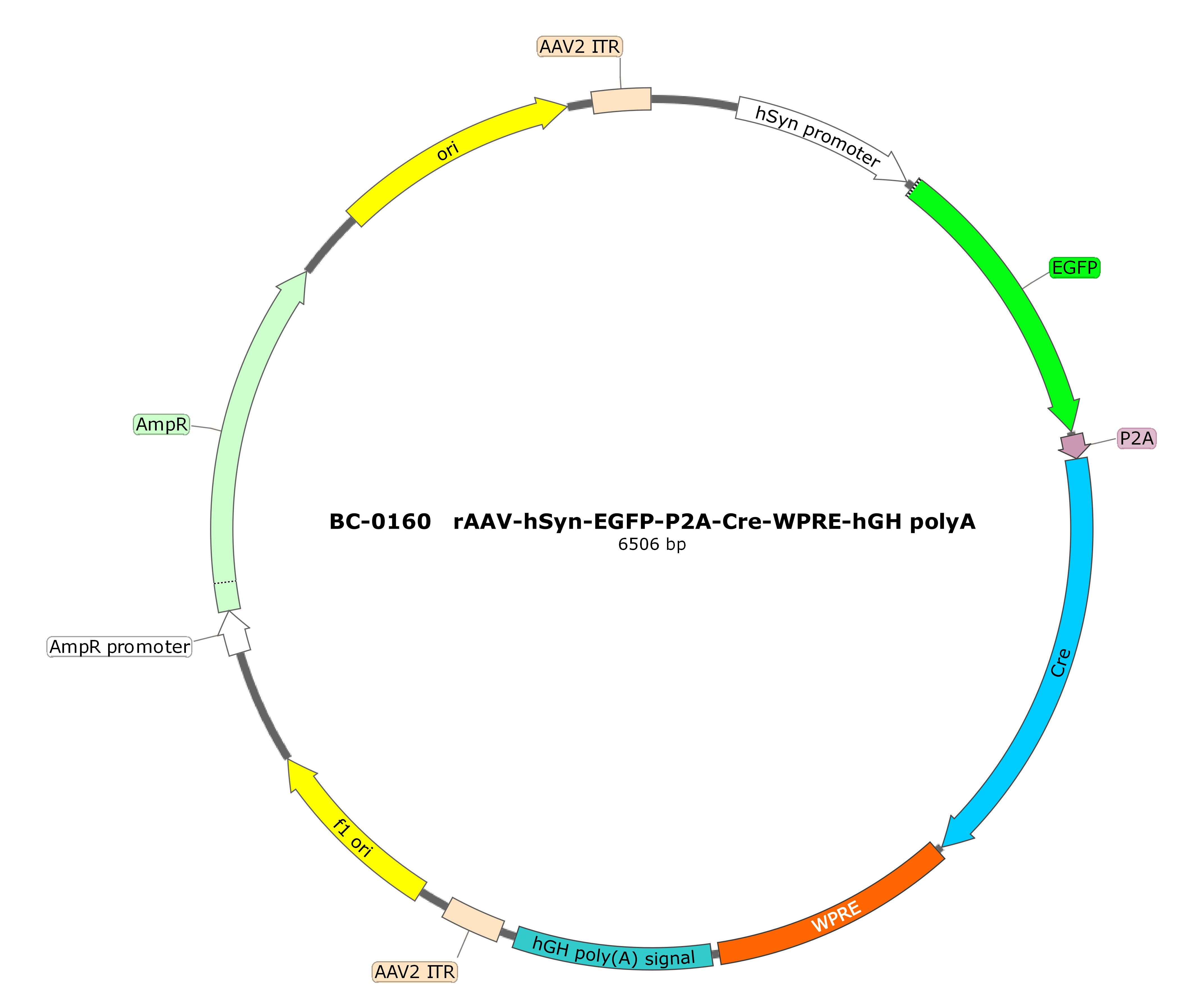 rAAV-hSyn-EGFP-P2A-CRE-WPRE-hGH polyA