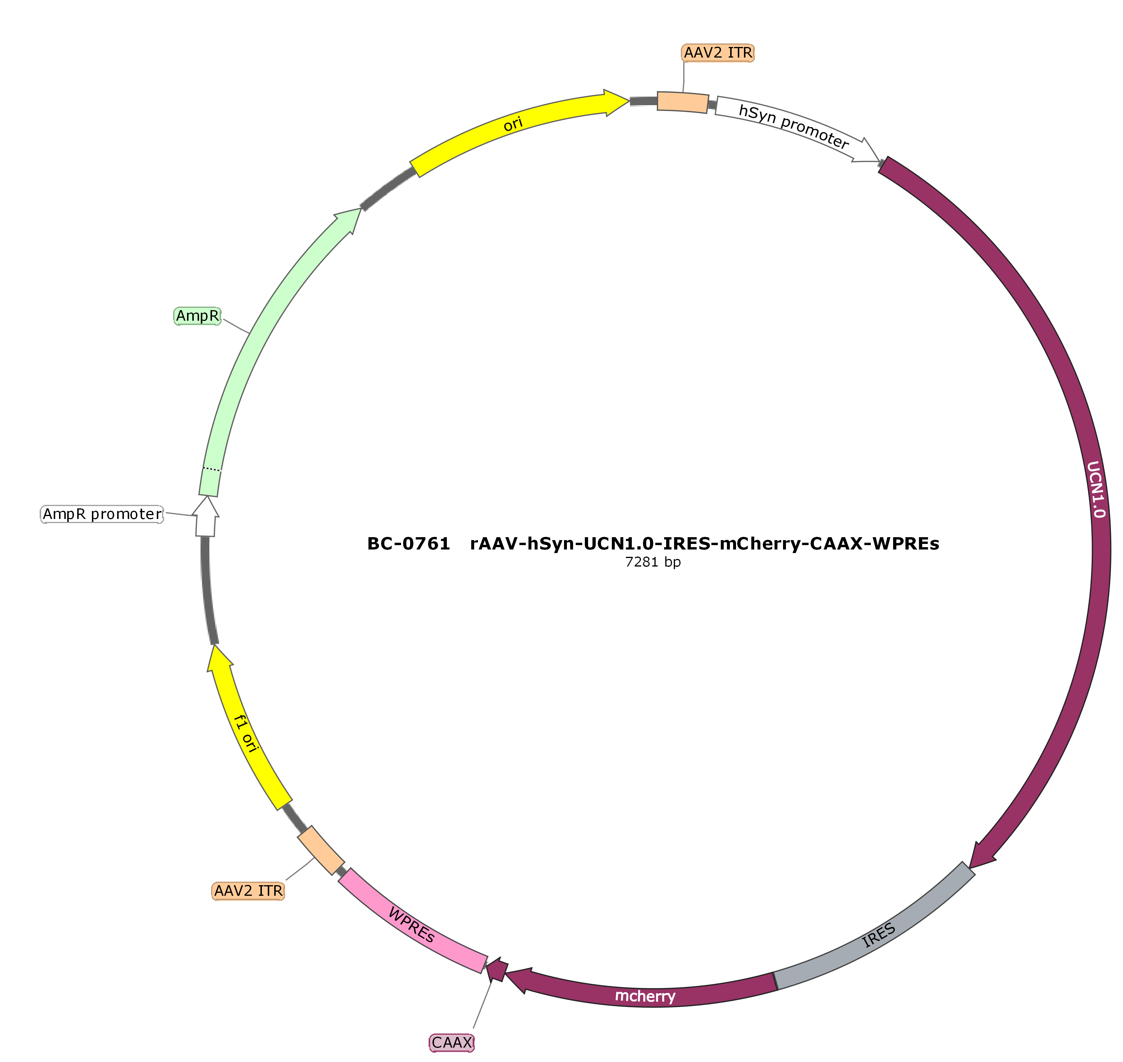 rAAV-hSyn-UCN1.0-IRES-mCherry-CAAX