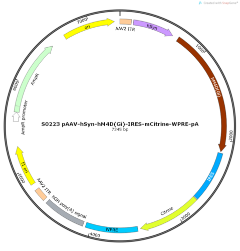 AAV2/8-hSyn-hM4D(Gi)-IRES-mCitrine-WPRE-pA