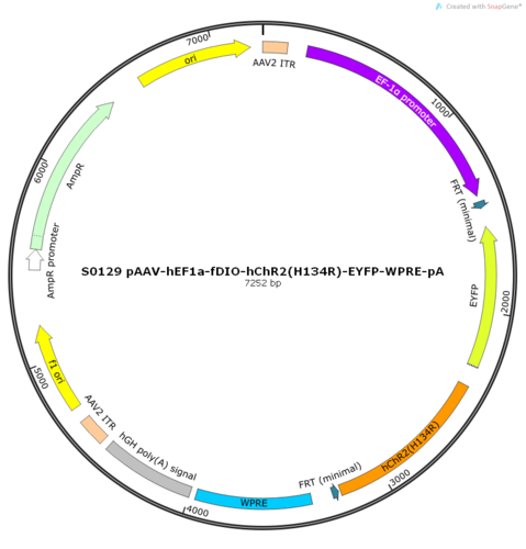 AAV2/2-hEF1a-fDIO-hChR2(H134R)-EYFP-WPRE-pA