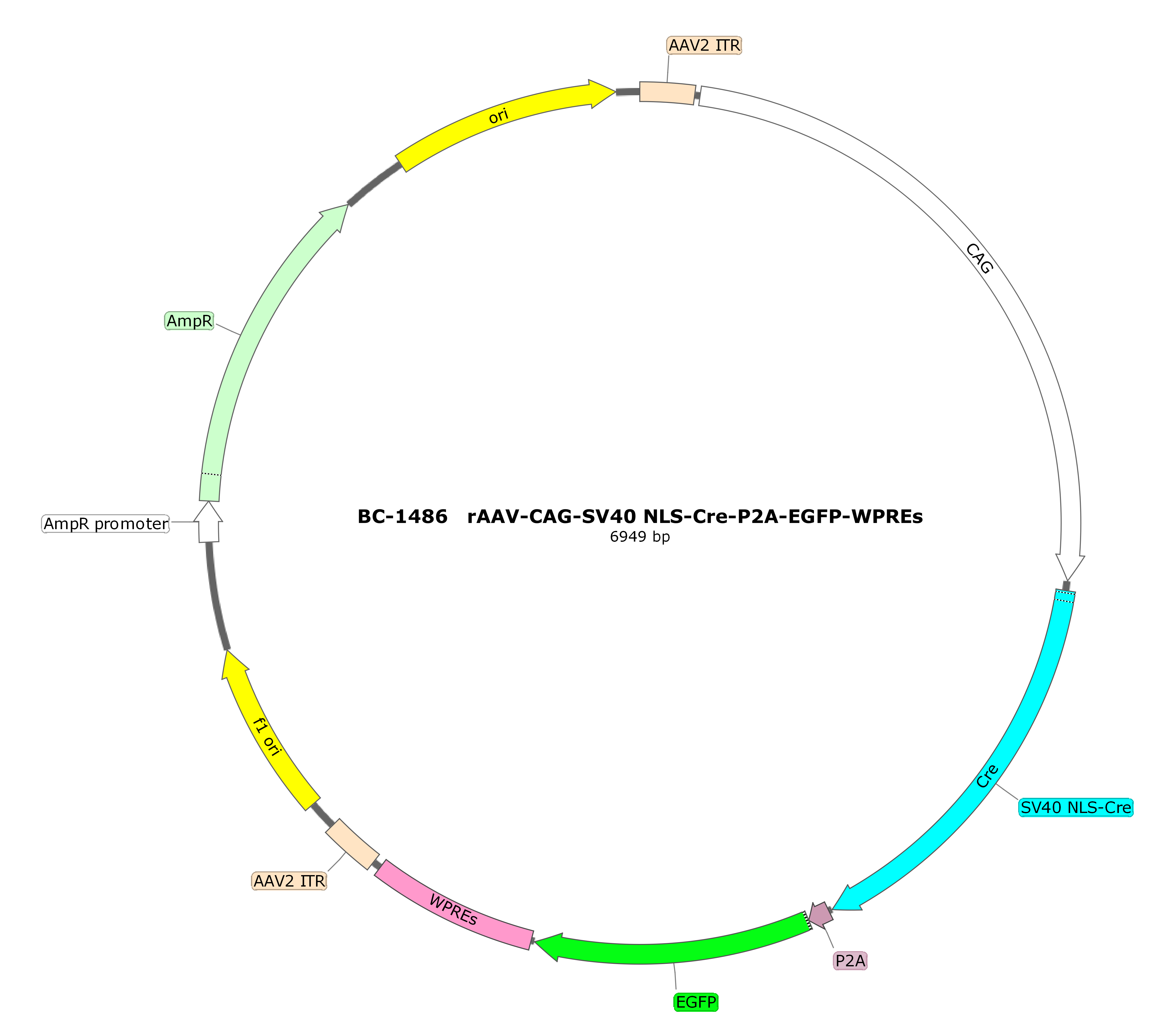 rAAV-CAG-SV40 NLS-Cre-P2A-EGFP