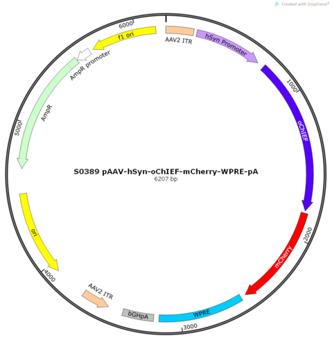 AAV2/9-hSyn-oChIEF-mCherry-ER2-WPRE-pA