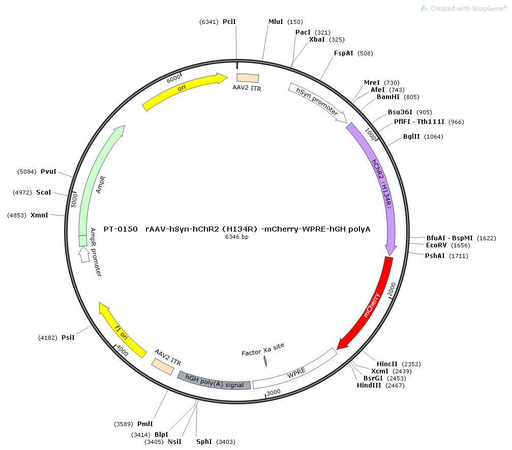 rAAV-hSyn-hChR2(H134R)-mCherry-WPRE-hGH polyA