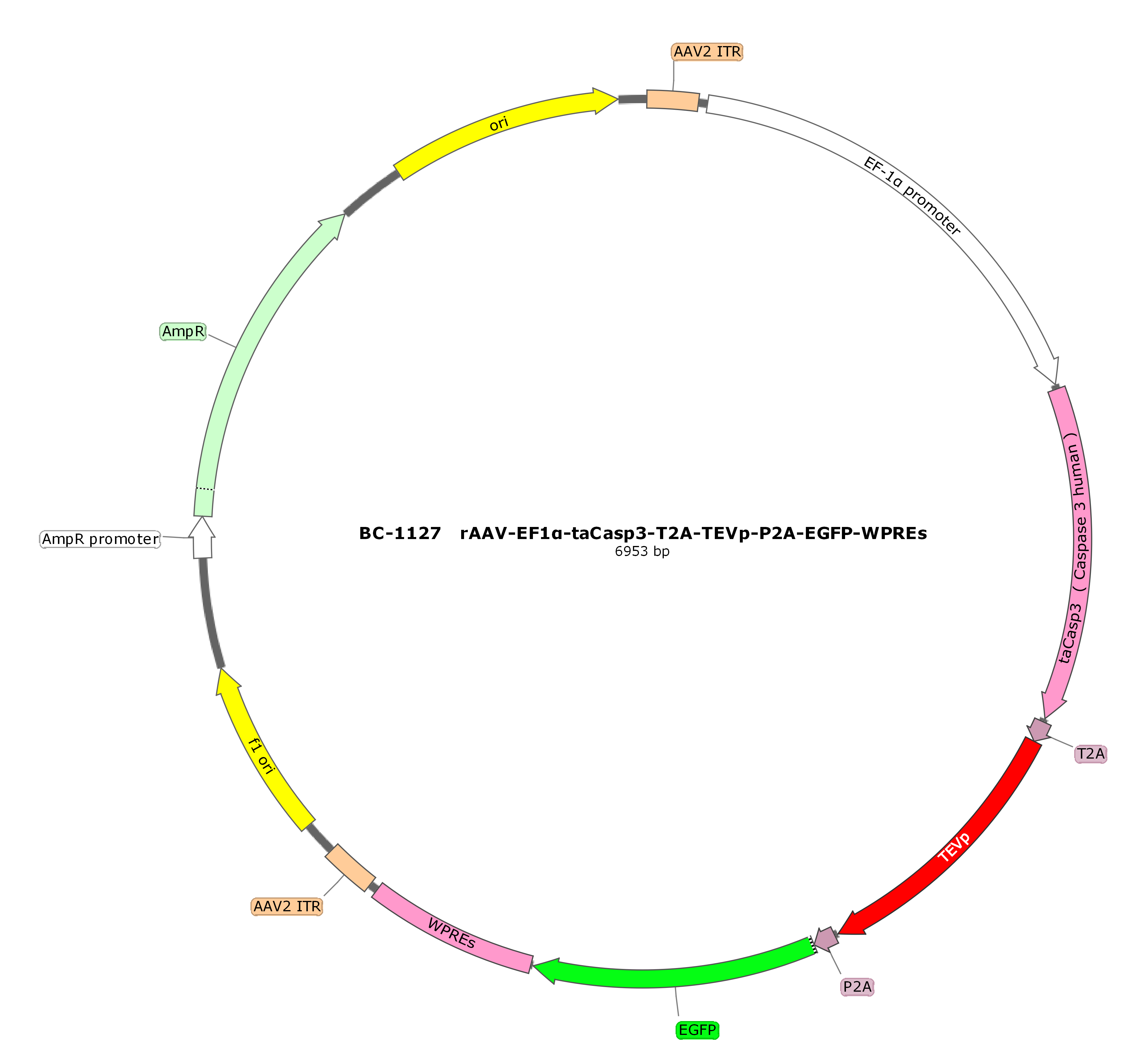 rAAV-EF1α-taCasp3-T2A-TEVp-P2A-EGFP