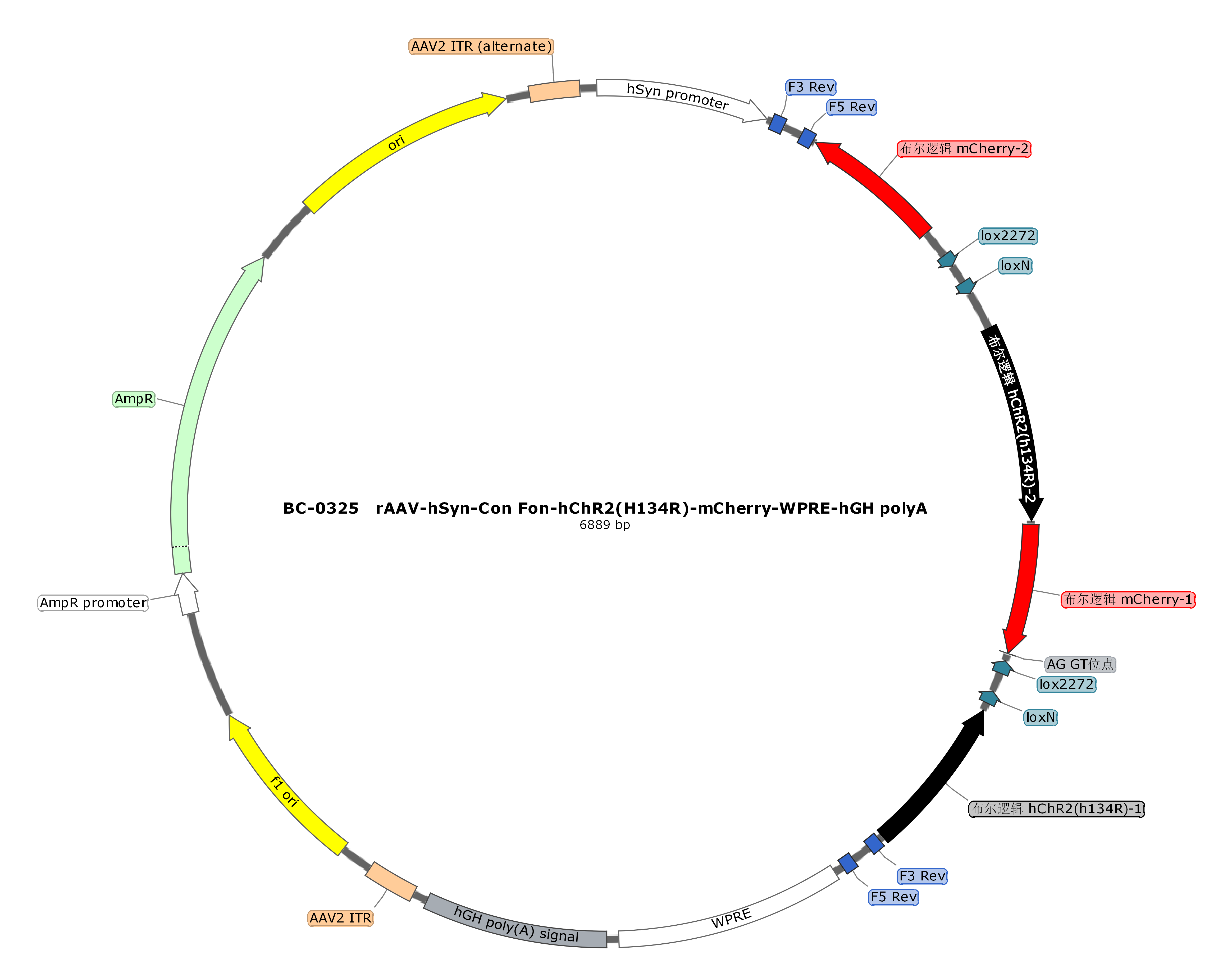 rAAV-hSyn-Con Fon-hChR2(H134R)-mCherry-WPRE-hGH polyA